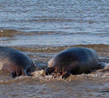 A Seal