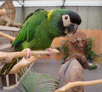 Zeeland-TropicalZoo.JPG