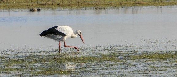 Zwin - Ooiervaar -Depositphoto .jpg