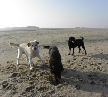 chiens