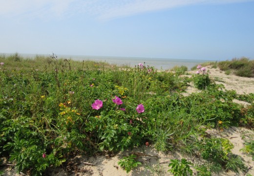 Rozenbottels in duinen