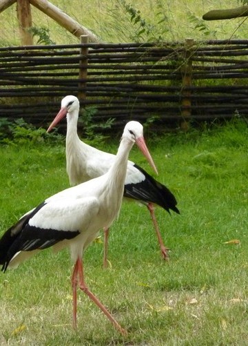 ooievaar