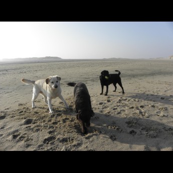 Honden op het strand