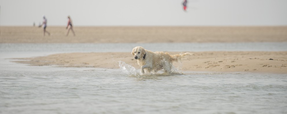 Hond loopt door het water