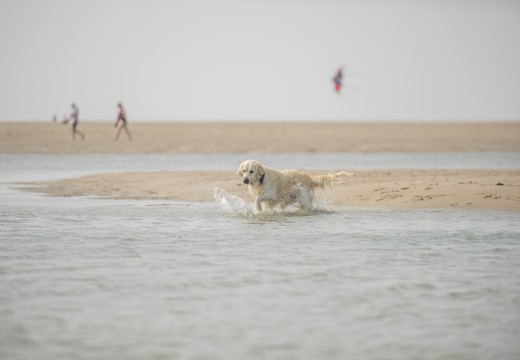 Hond loopt door het water