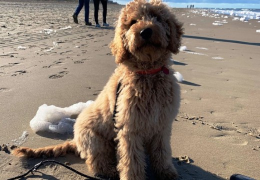Hond strand Zwinhoeve.jpg